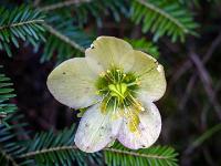 Nahaufnahme einer Schneerose